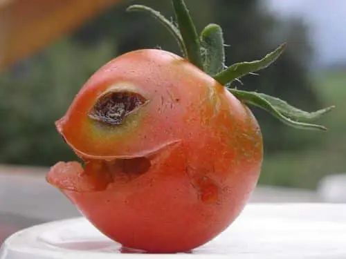 Tomate avec un visage